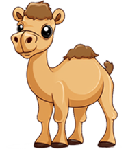 camel